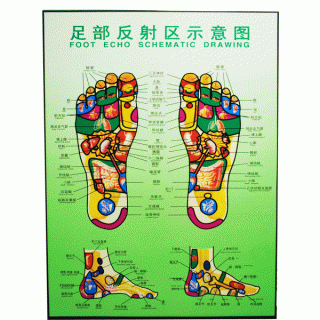 #35203 Foot Reflective Schematic Chart