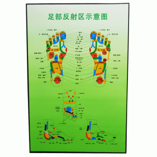 #35204 Foot Reflective Schematic Chart II