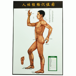 #35202 Body Map of Acupuncture Points Sideways 