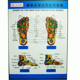 #35210L New Foot Reflective Zones Chart