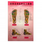 #35214 The New Foot Reflective Zones Chart
