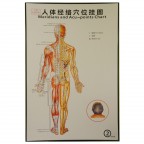 #35212 Body Meridians and Acupuncture Points Chart 2 