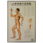 #35213 Body Meridians and Acupuncture Points Chart 3 