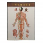 #35224 Human Acupuncture Points -- Back