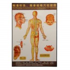 #35201 Body Map of Acupuncture Points 